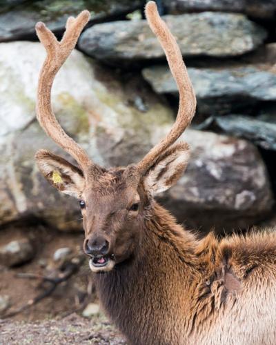 Doc_Courtesy of Grandfather Mountain Stewardship Foundation.jpg