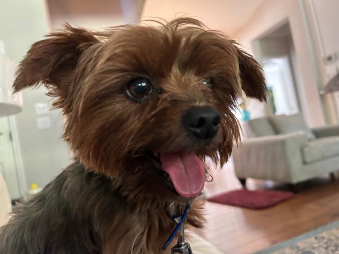 Buddy the dog