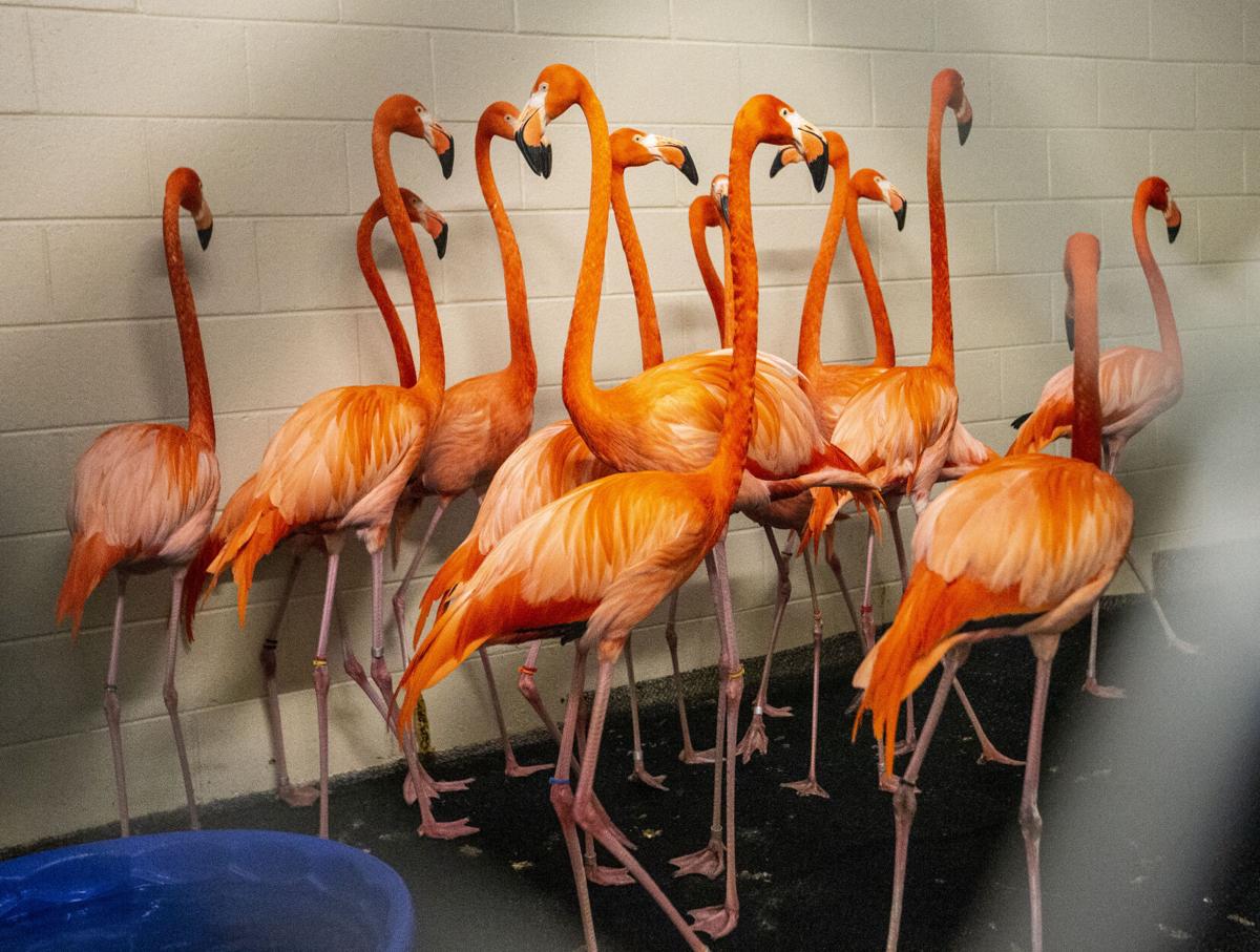 Ticket prices increasing at Greensboro Science Center when ...