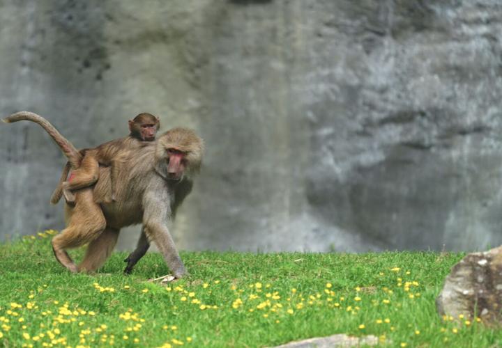 Baboon-Mom-Infant.jpeg