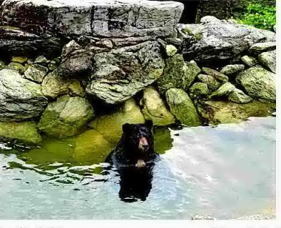 Black bear Yonnie dies at Grandfather Mountain