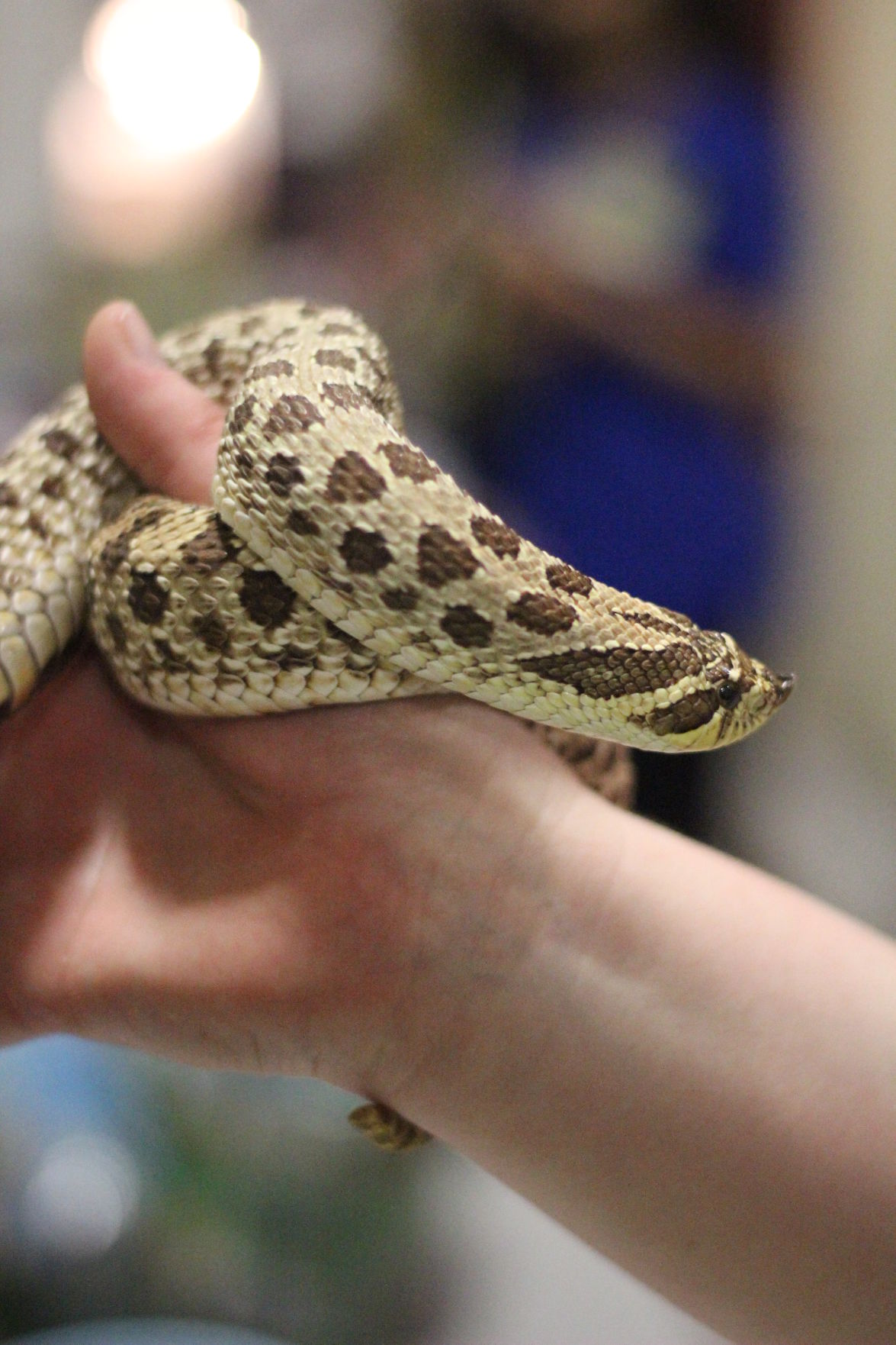 Repticon brings reptile vendors and enthusiasts to Concord Local News