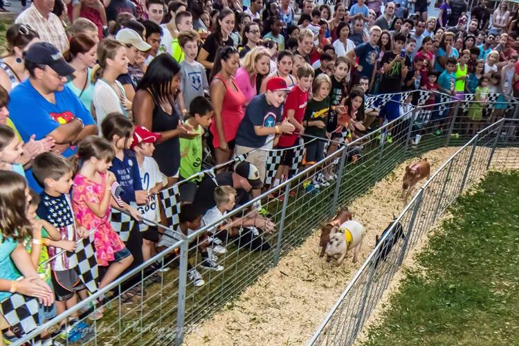 Racing pigs