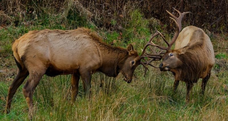 The annual elk breeding season, known as the rut, gets underway in September in Great Smoky Mountains National Park. Visitors must keep at least 50 yards, or 150 feet, away from elk.
