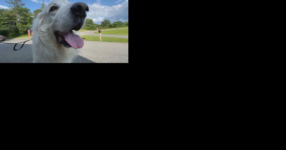 N.C. assistant DA: If barking dog's vocal cords removed, noise citations will be dropped - Vimarsana News