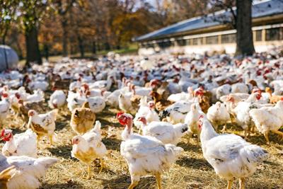 With his vision of ethically raised chicken, Blue Apron co-founder unveils new breed