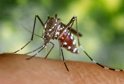 Chikungunya virus
