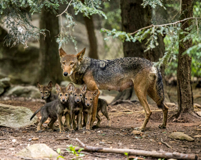red wolves