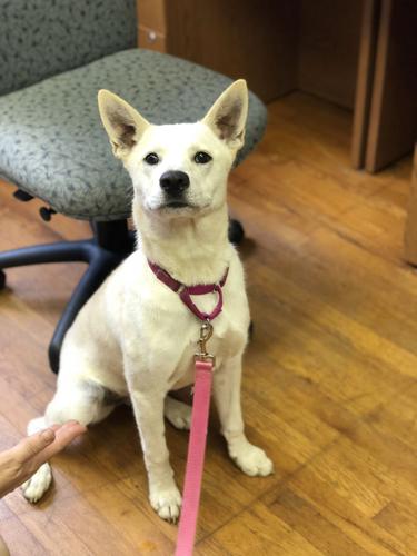 Pet of the Week Gabby