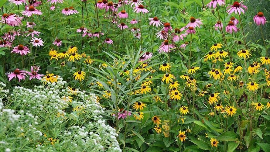 Save the Date for Pollinator Habitat Workshop and Native Plant Sale