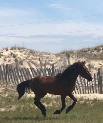 Hurricane the wild horse