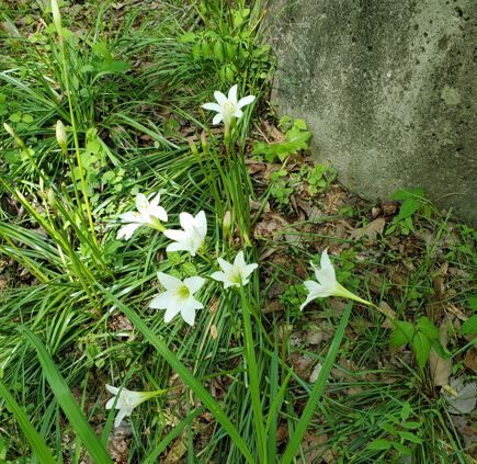 Rob Wallace Park flowers