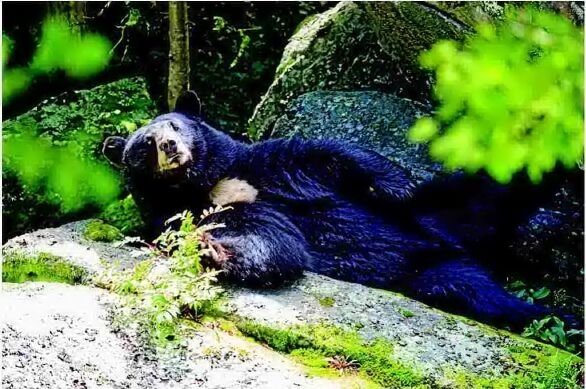 Black bear Yonnie dies at Grandfather Mountain