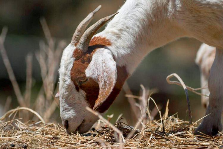BIZ-WRK-CALIF-HERDERS-FILEPIC-1-SA