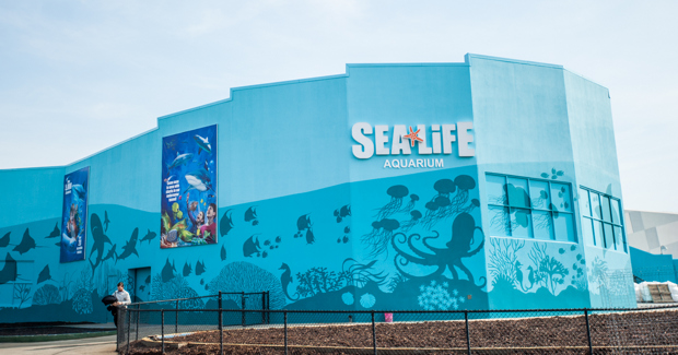 Fishing for tourism: Sea Life opens - 53064fcD0aaa9.image