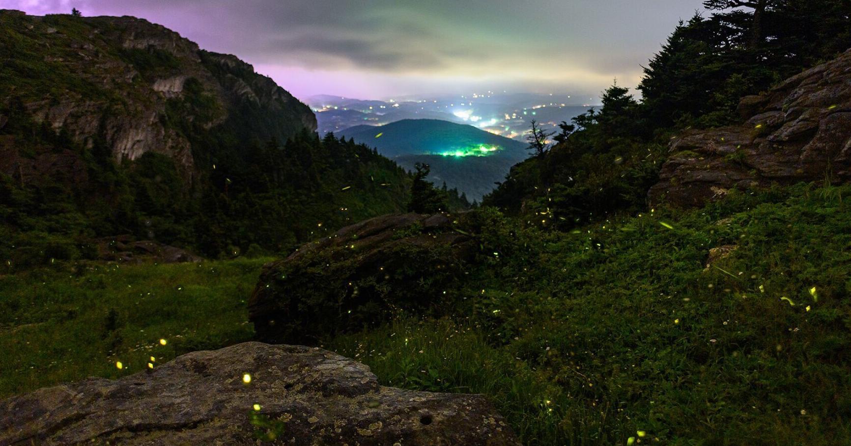 Grandfather Mountain to hold first-ever public viewings of synchronous fireflies - Vimarsana News