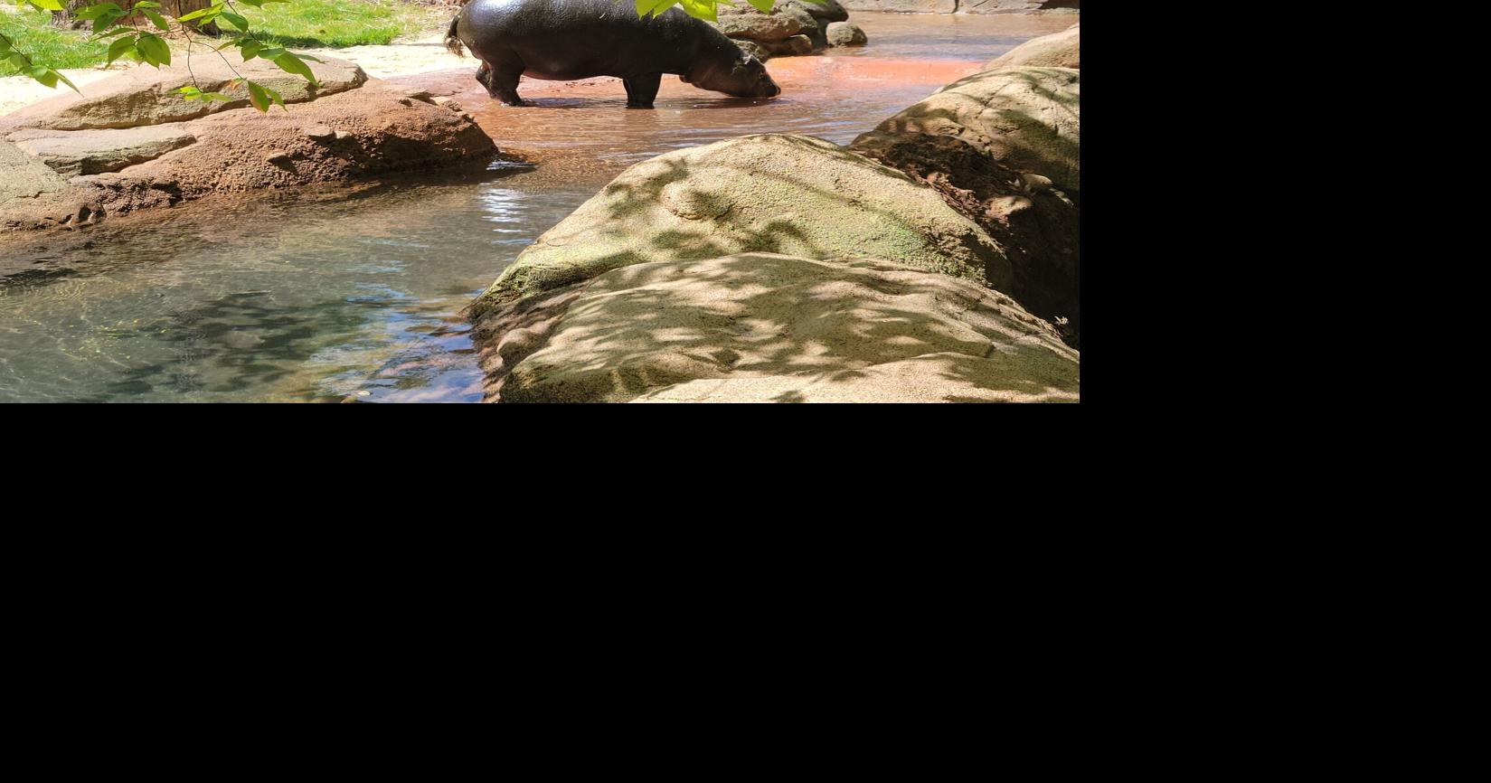 Ticket prices increasing at Greensboro Science Center when ...