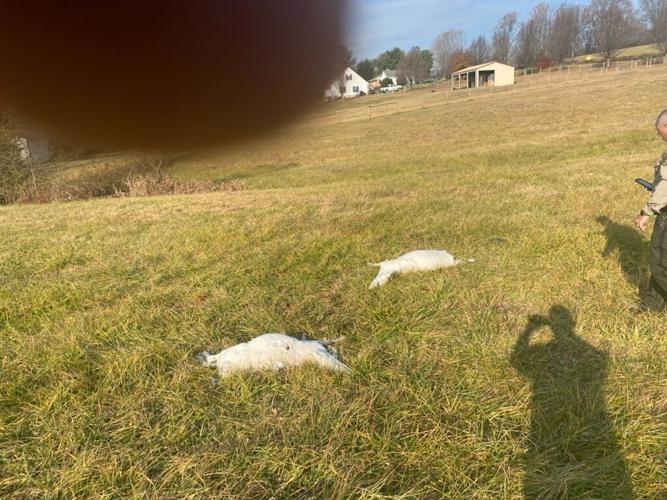 albino deer