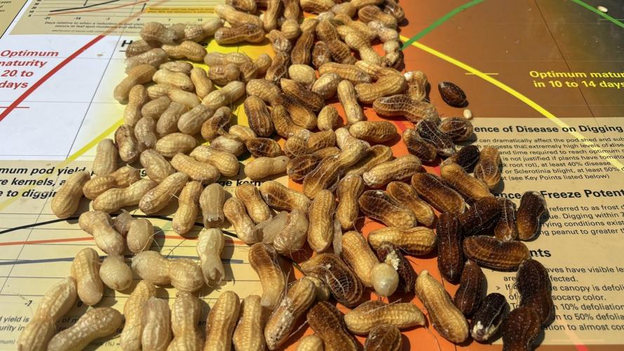 Earlier Maturity or Greater Pod Retention? Peanut Notes No. 238 2026