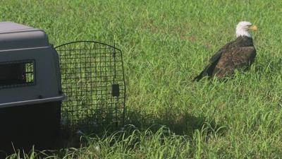 Wilson's Creek National Battlefield bald eagle