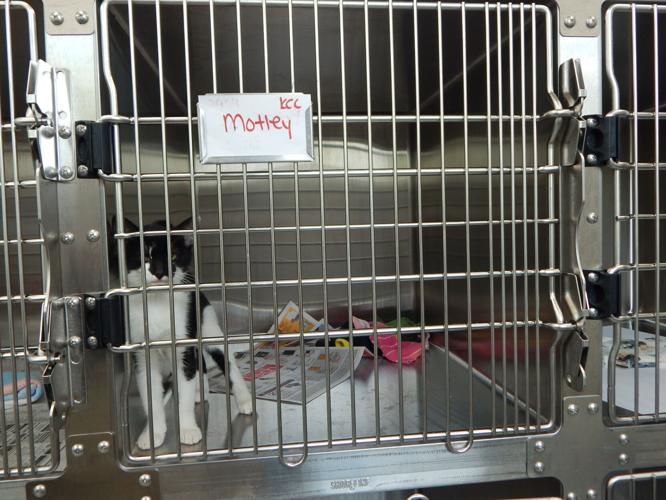 Cabarrus Spay Neuter Clinic