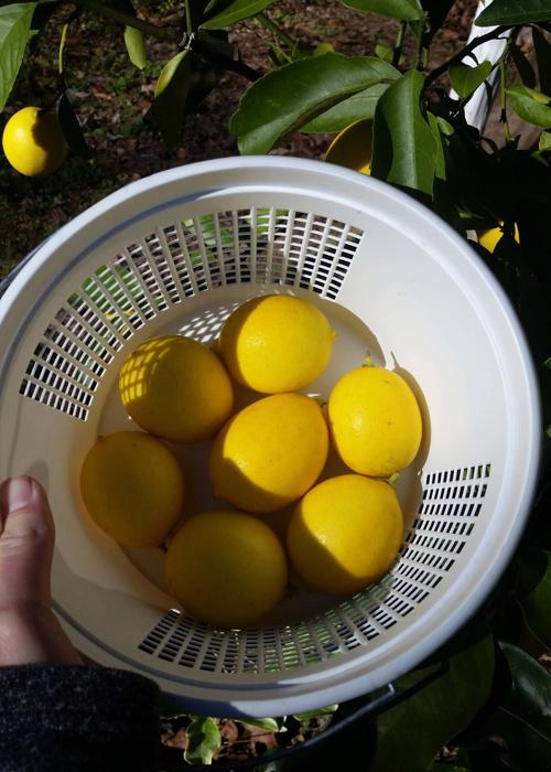 Column Growing Fruit In Small Spaces Home Garden Independenttribune Com These chances are divided by stock. column growing fruit in small spaces