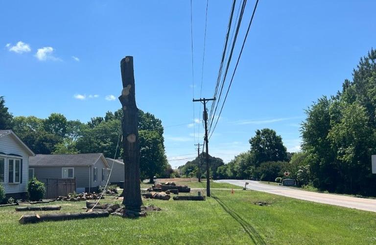 Trees coming down on Rock Hill Church Road