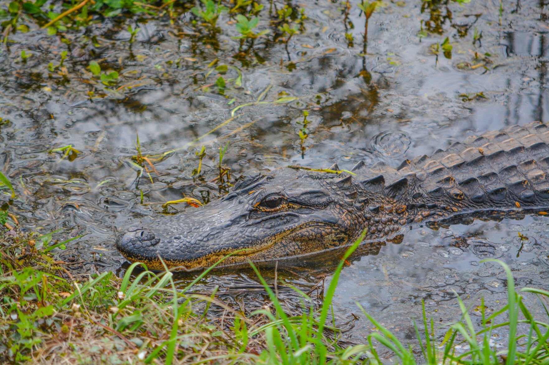 David eden clearance alligator world