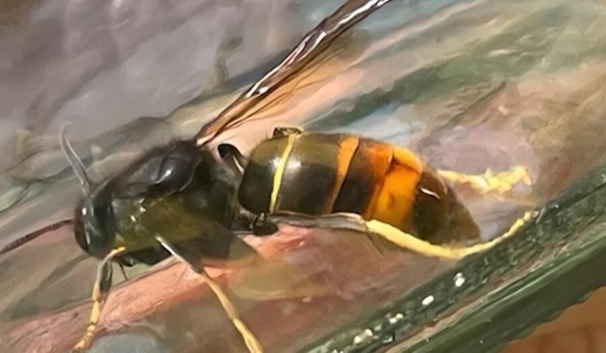 Yellow-legged hornet update