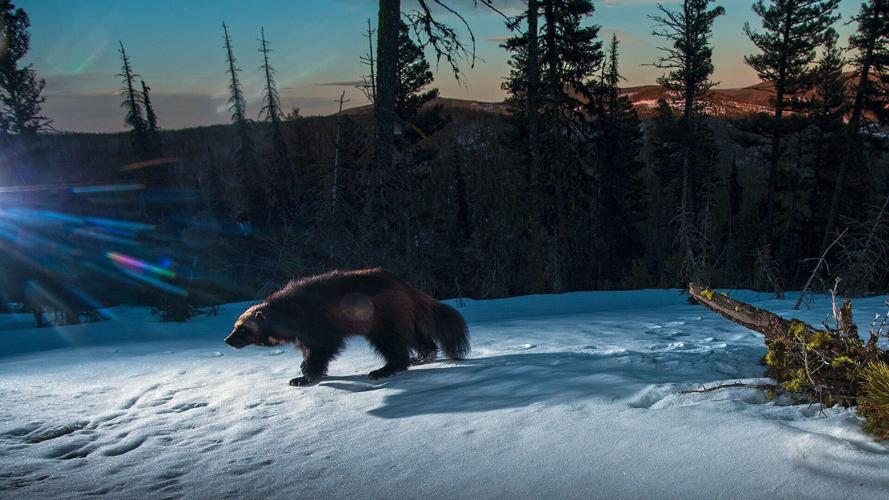 JF23 - Wolverine in the High Country