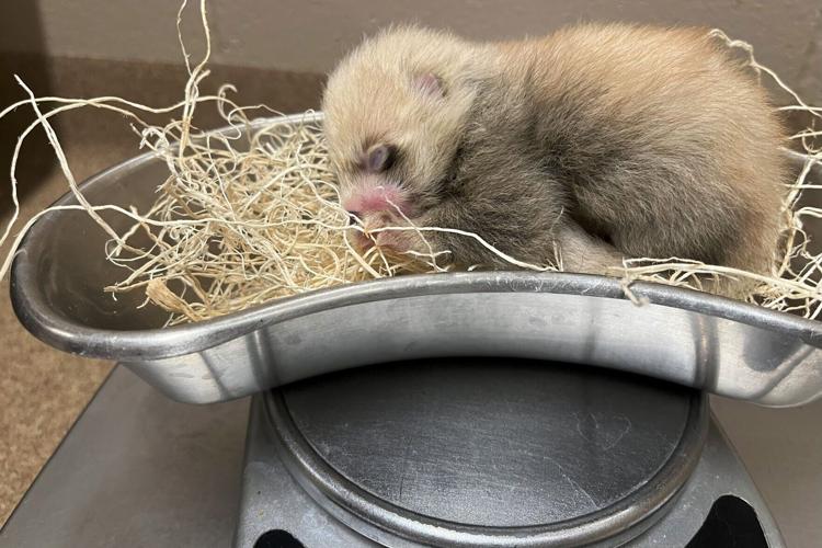 Red panda cubs