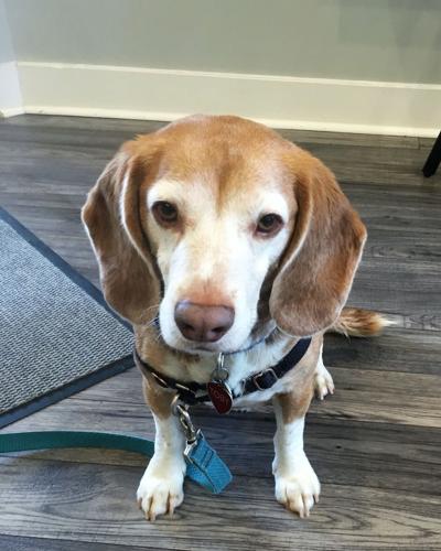 06-15 Pet of the Week Toby