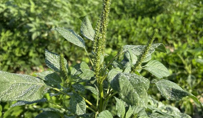 Suppression of Large Palmer Amaranth Peanut Notes No. 176 2026