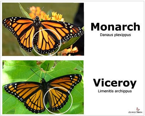 Comparison of monarch and viceroy butterflies from JourneyNorth.org.