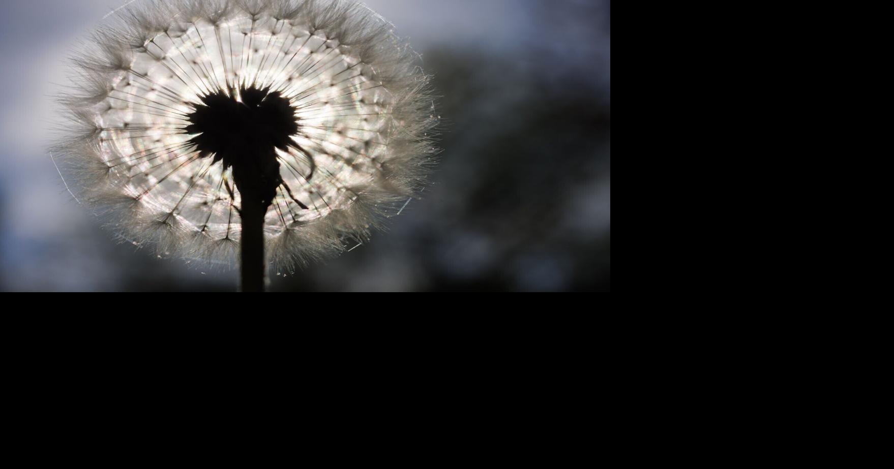 A $1 million dandelion project takes root in Winston-Salem. Will debate about art follow?