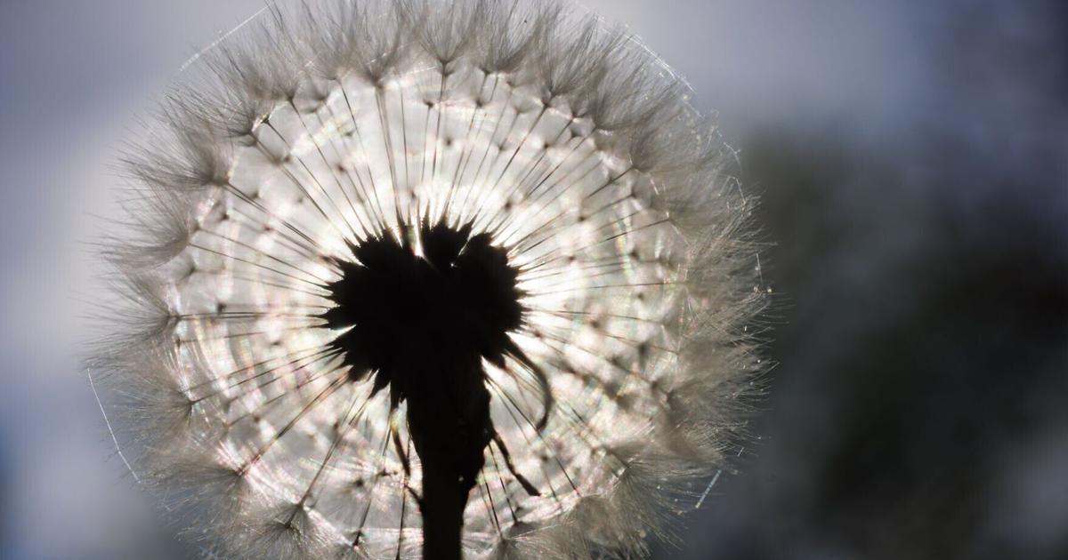 A $1 million dandelion project takes root in Winston-Salem. Will debate about art follow?