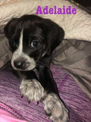 Pet of the Week Adelaide