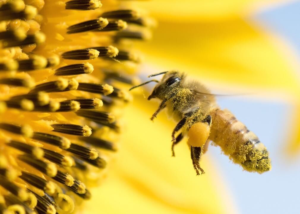 From honeybees to honey possums: 20 facts about pollination