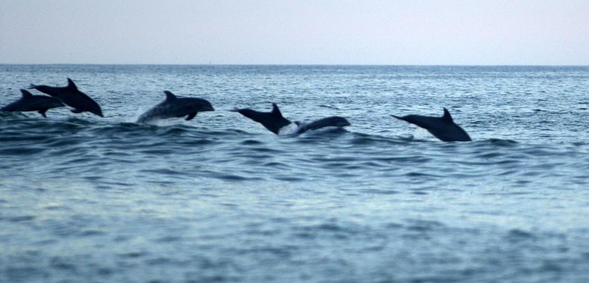 Dolphins jump off of the Outer Banks at Nags Head in October 2001.