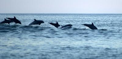 Dolphins jump off of the Outer Banks at Nags Head in October 2001.