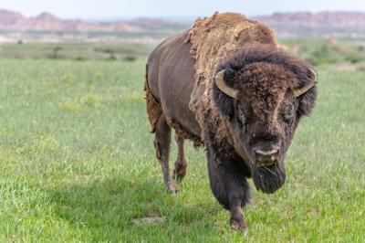 Bison