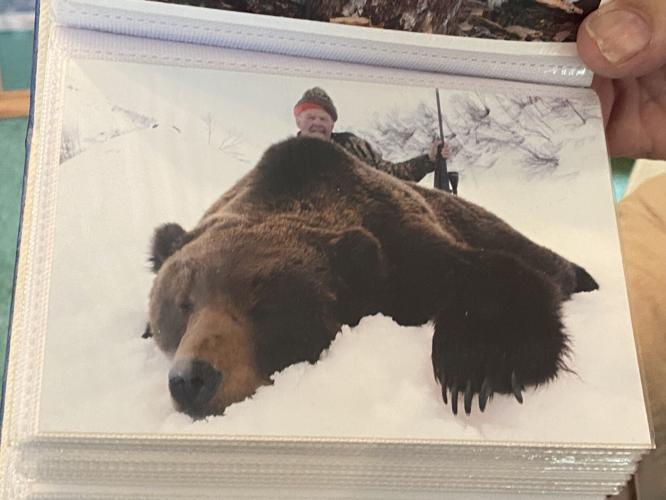 Brown bear in Siberia