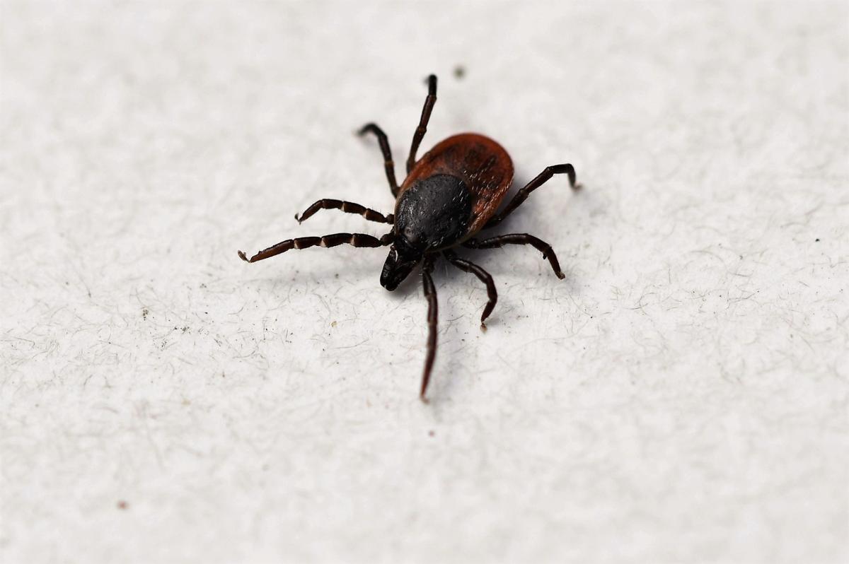 Taking care of a tick bite | Lifestyles | independenttribune.com