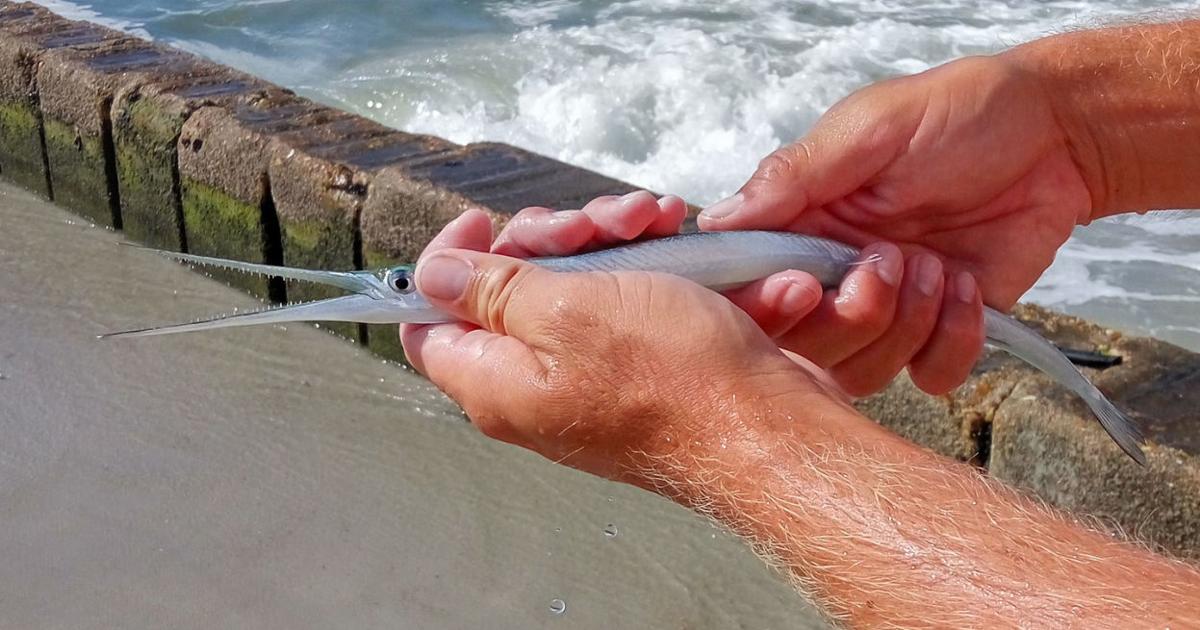 Gar Can Be A River Monster