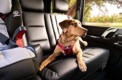 Summer Road Trip Safety  –  What you need to know about pets and distracted driving - Image