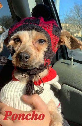 Pet of the Week Poncho