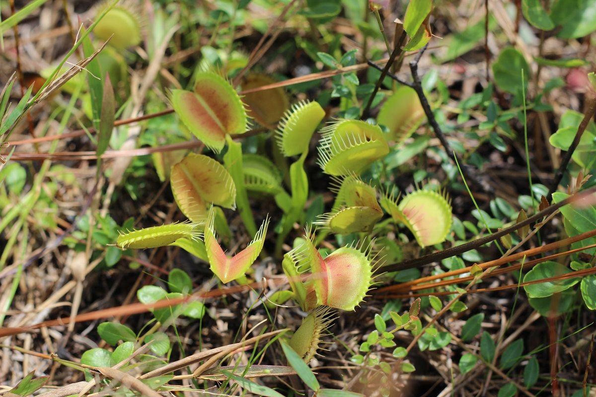 Unique habitat  Venus  flytraps  pitcher plants and others 