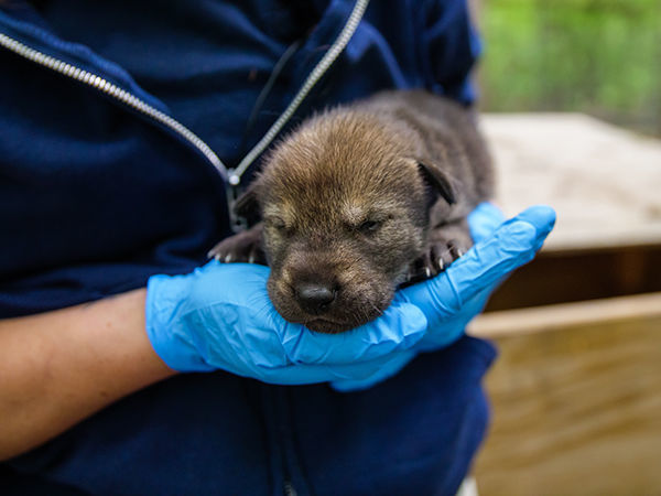 American Red Wolf Pup