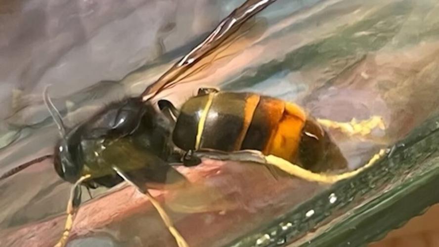 Yellow-legged hornet update