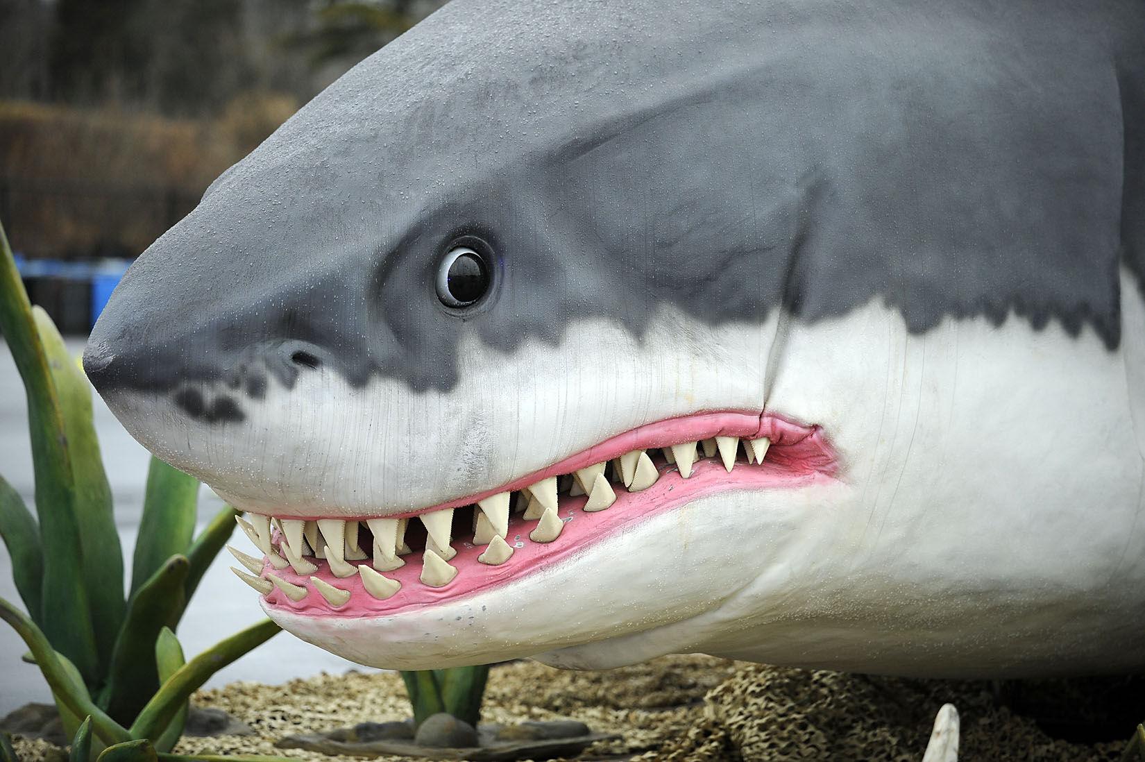 jurassic quest megalodon